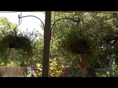 Hummingbird at Feeder, Austin, TX