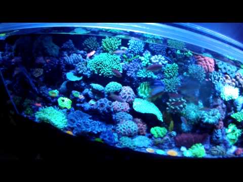 A MUST SEE for reefers! Tour of Mark Willis's amazing reef tank!