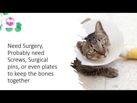 Can Cats Survive a Broken Back?