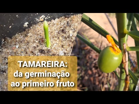 , title : 'TAMAREIRA: da germinação ao primeiro fruto!'