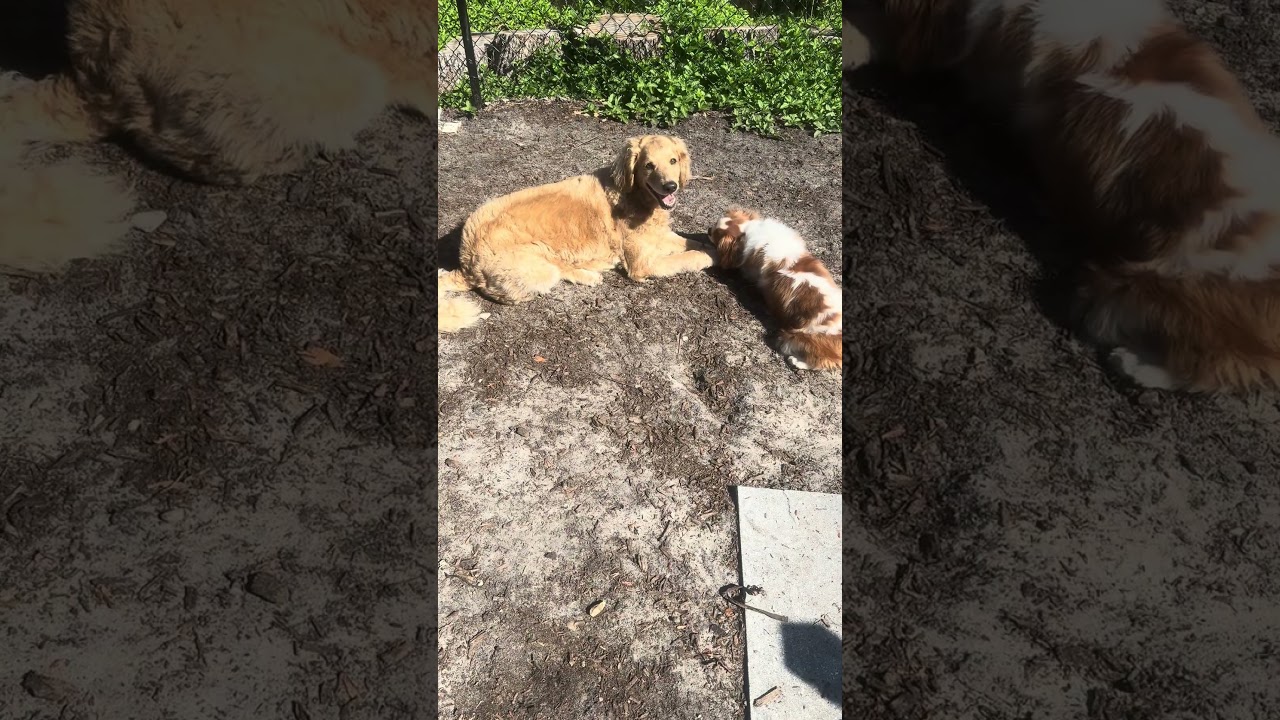Winnie, a ADOPTABLE mixed breed in Palm Harbor, FL video 6/6