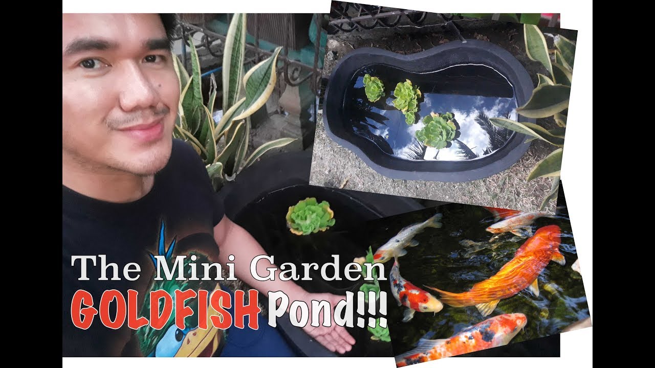 The Mini Garden GOLDFISH Pond!!!