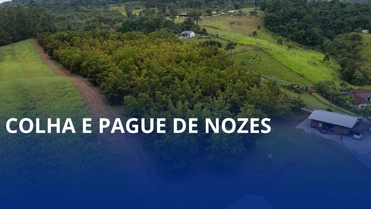 Começou em maio o colha e pague de nozes, em Lontras
