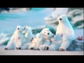 Coca Cola Kutup Ayılı Reklam Coca Cola 2013 Çocuk Reklamları