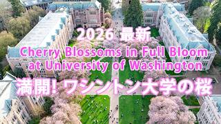 2026 Cherry Blossoms in Full Bloom at University of Washington 満開! ワシントン大学の桜