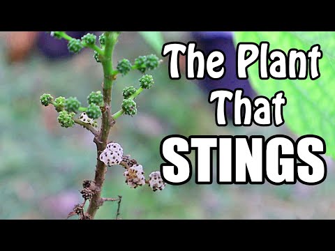 STINGING NETTLE FRUIT : The Plant That Stings You - Weird Fruit Explorer in the Seychelles