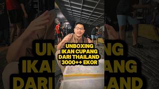 Download lagu More than 3,000 betta fish have arrived from Thailand. Let's review them! #cupangfish #fishkinian mp3