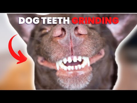 , title : 'Lima Alasan Mengapa Anjing Menggertakkan Giginya'