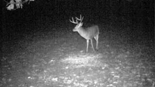 preview picture of video 'Trail camera deer pictures and video 2007 pt.2'