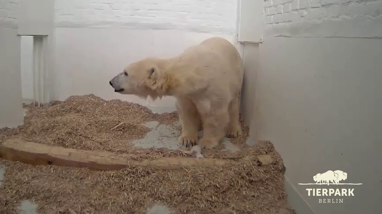 Kleiner Eisbär im Tierpark Berlin öffnet zum ersten Mal seine Augen