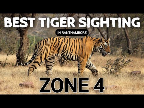 Tiger T121 in Zone 4: Top Viewing Points for Wildlife Enthusiasts