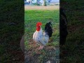 Just found a rooster strutting around on the grass like he owns the place! #rooster #chicken