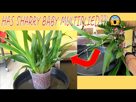 Oncidium Sharry Baby repot | Transition an orchid from bark to leca