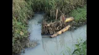 preview picture of video 'pencemaran limbah persawahan pabrik kertas PT PURA di kudus sedih'