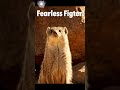 Snake Vs Mongoose SHOCKING Fight
