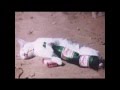 Pobre Gato - Los Mier