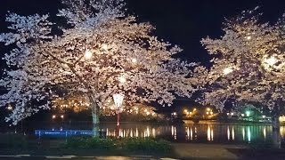 preview picture of video '上野公園の夜桜 Cherry trees at evening'