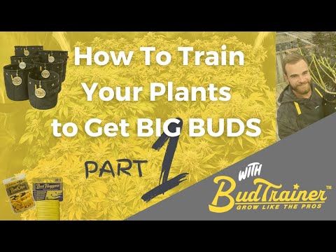 How To Train Your Plants to get BIG BUDS - Part 1 (Veg Stage)