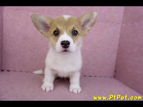 10/13雙色柯基犬母幼犬3號(台南北區)