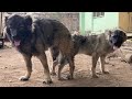 How To Perform A Successful Dog Mating For Large Dogs Animals Mating Dog Petsrule Animals Pet