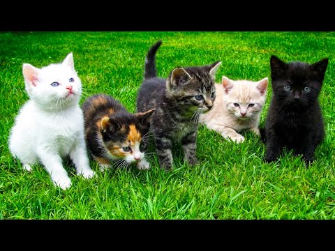 Cute kittens nursing from their mother - Cat sounds - Cat videos