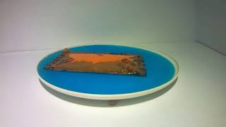 Time Lapse Absorbent Pad