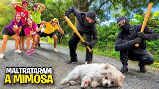 BATERAM NA NOSSA CACHORRINHA *A Mimosa está bem ?