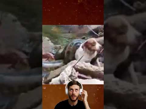 A cobra sucuri atacou cachorro em Urânia; veja o resgate emocionante!