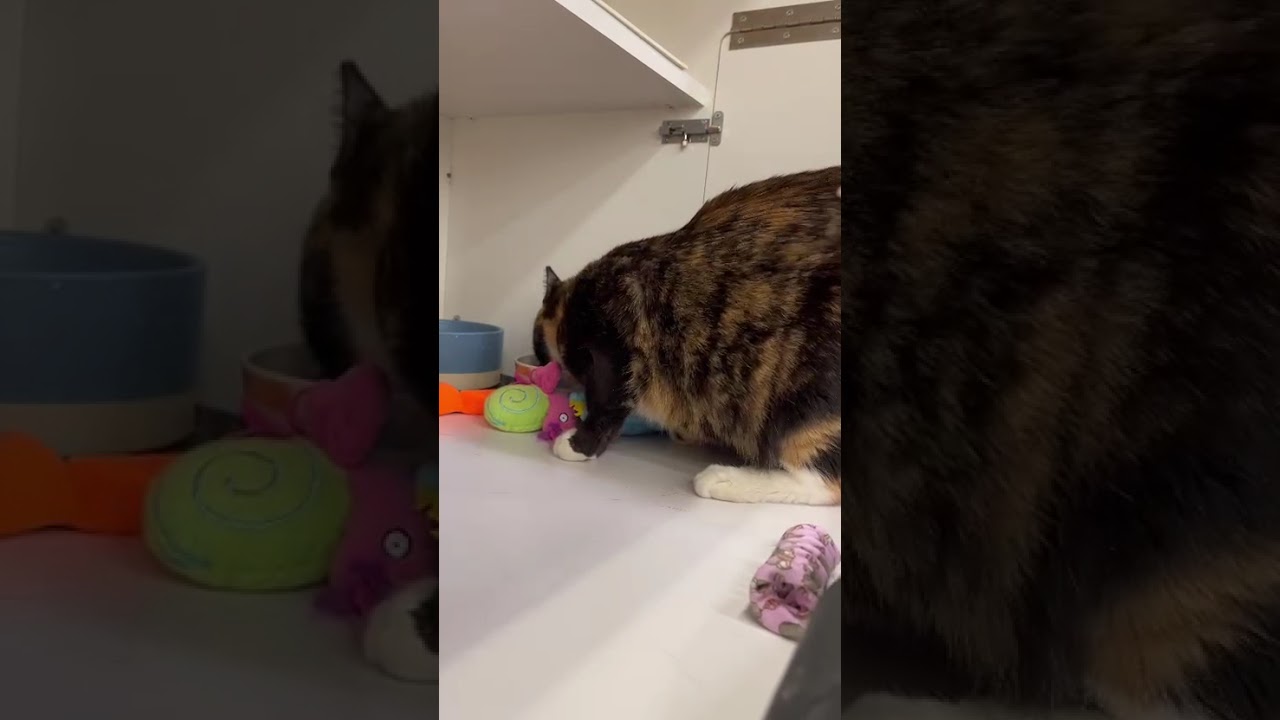Bella, an adoptable Calico in Nottingham, MD video 5/5