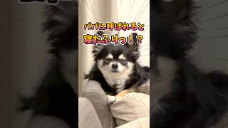 犬、寝たふり。 #犬との暮らし #chihuahua #dog #チワワ #癒し