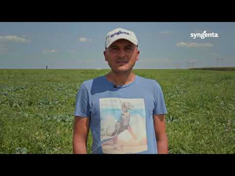 Experiența Cidely Top și Ortiva Top, Pepeni Slobozia Nouă