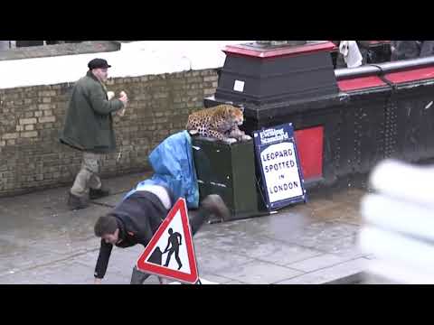 LEOPARD PRANK