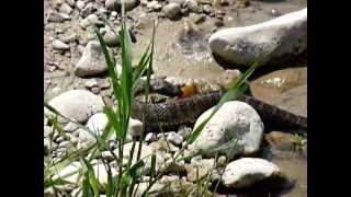 preview picture of video 'Northern Water snake eating a yellow bullhead, Nith River, Paris Ontario 2 of 2'