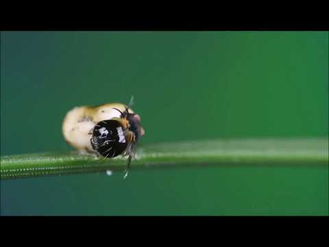 Dhivehi madhah Thagudheeru reyvifaivaa