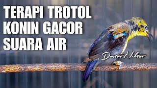 Download lagu 🔵TERAPI KONIN TROTOL GACOR DENGAN SUARA GEMRICIK AIR COCOK BUAT KOLIBRI NINJA BAHAN PASTOL mp3