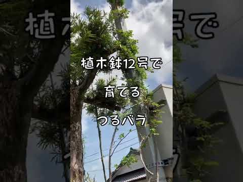 成長の早い開花つる性植物 - Dolichos lablab - antaque pencil