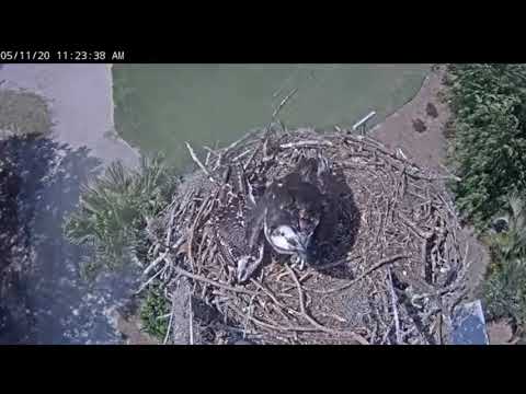 Stranger lands on a fledgling, 5/11/20 - VGCC osprey nest