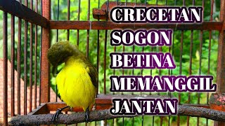 Download lagu CRECETAN SOGON BETINA MEMANGGIL JANTAN|| PANCINGAN SOGON AGAR CEPAT GACOR mp3