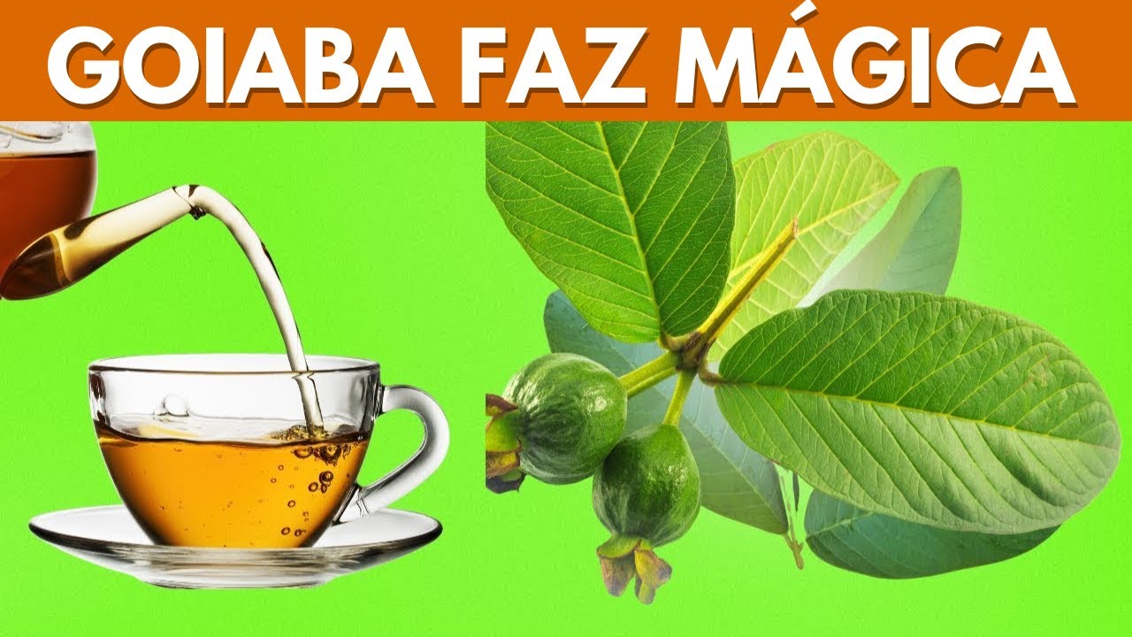 Benefícios incríveis das folhas de goiaba | 11 razões para beber