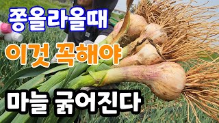 마늘 쫑 올라 올 때 이것 꼭 해야 굵어진다  (바이오황 이벤트)
