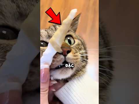 Đừng bao giờ bỏ qua dấu hiệu này ở mèo