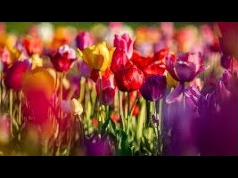 Ursprungsland Niederlande? Falsch. Fünf interessante Fakten über Tulpen