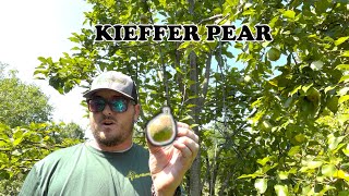 Kieffer Pear By Morse Nursery