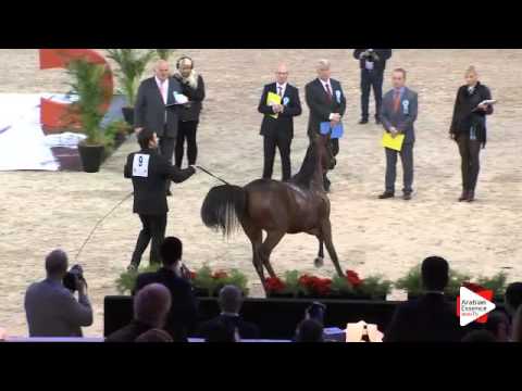 N.9 SULTANAT AL SHAQAB - Paris 2015 - Yearling Fillies (Class CM1 A)