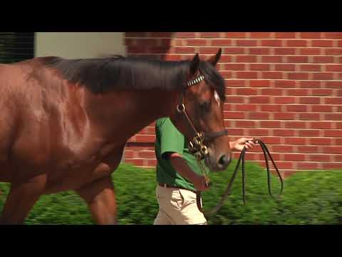 KEESEP17, Hip 715, c, Noble Mission (GB)--Seal of Approval 16