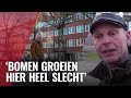 Gemeente wil bomen kappen om vergroening mogelijk te maken