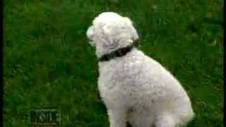 Sker, Anjing dengan Narkolepsi yang Tiba-Tiba Tertidur Saat Beraktivitas