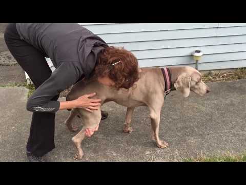 Sam - Special needs - Watch my video!, an adopted Weimaraner in Vancouver, BC_image-1
