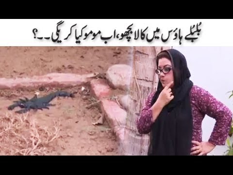 Bulbulay House Mein Kala Bicchu - Momo | Bulbulay