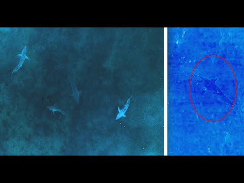 Infrared Cameras Reveal Never-Before-Seen Great White Shark Behavior After Dark